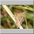 Pyrausta despicata - Olivbrauner Zuensler 04.jpg